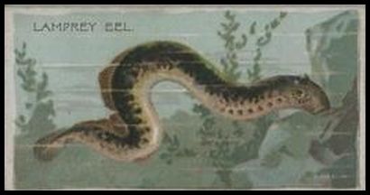 Lamprey Eel